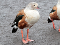 Orinoco Goose